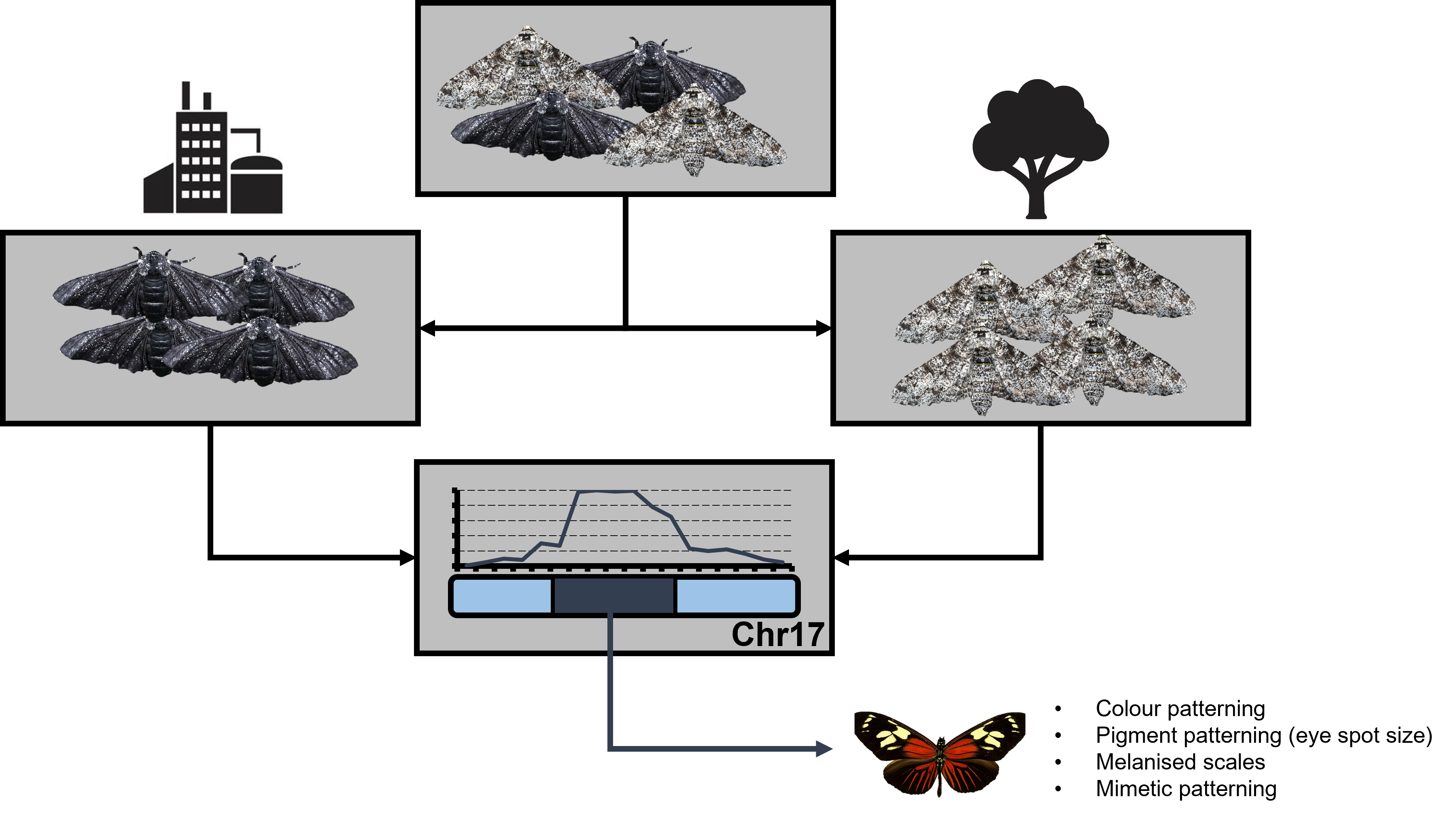 Functional Evolution Example Conservation applications of functional variation – The G-cat